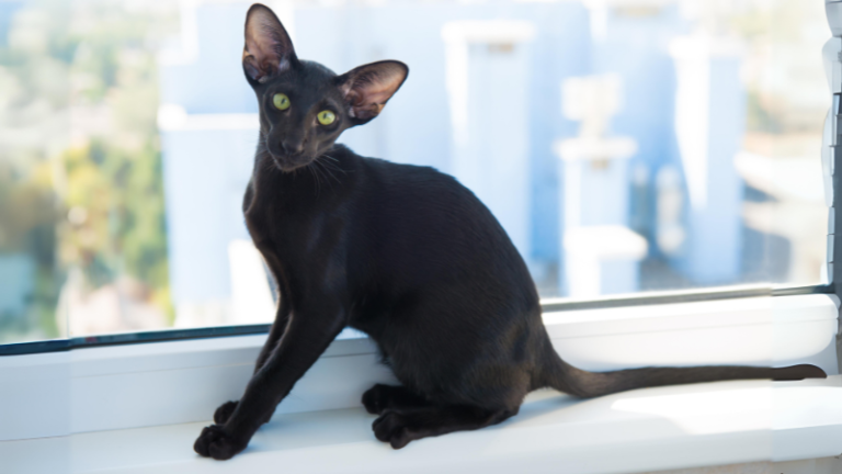 7 Schwarze Katzenrassen Zum Verlieben Petbnb Blog 7-schwarze-katzenrassen-zum-verlieben-petbnb-blog