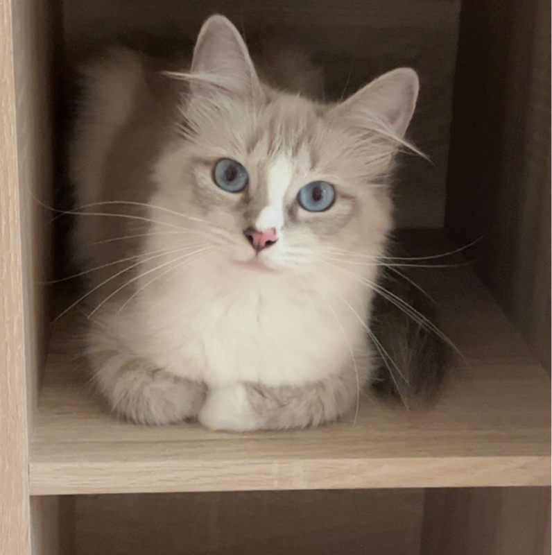Ragdoll-Katze mit tiefblauen Augen als effektive Therapiekatze