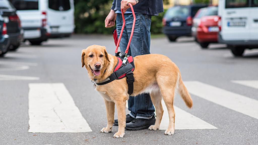 Blindenführhund hilft Mann über die Straße