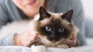 Birma-Katze in der Therapie: Ihre beeindruckenden blauen Augen und das milde Temperament machen sie zu einer idealen Begleiterin für therapeutische Einsätze, die Ruhe und Trost spenden.