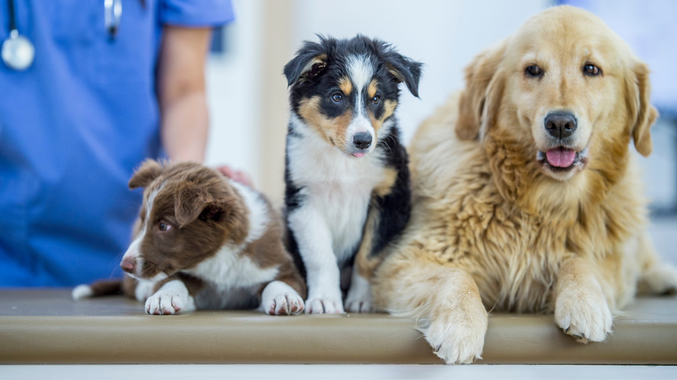 dogs waiting for a health check-up in a modern veterinary clinic in Germany.