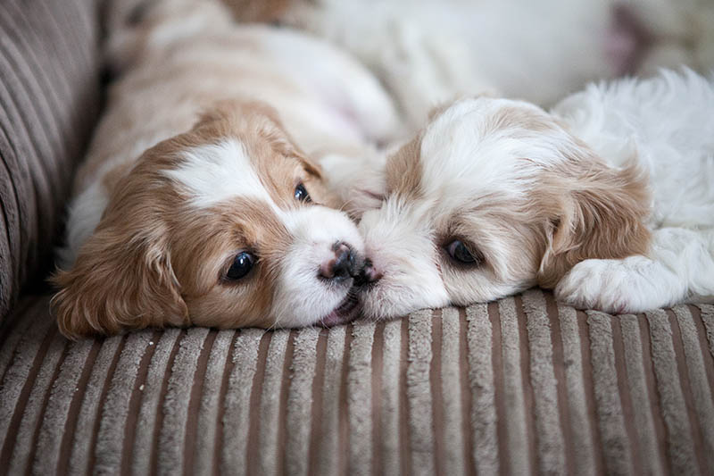 Zwei süße Hunde die miteinander kuscheln
