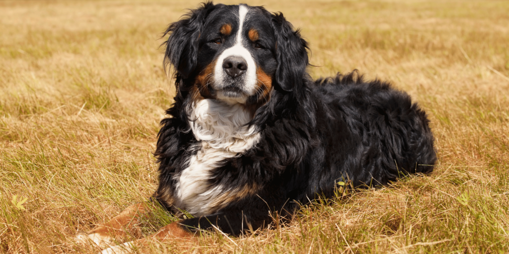 Ein entspannter Berner Sennenhund genießt die Sonne