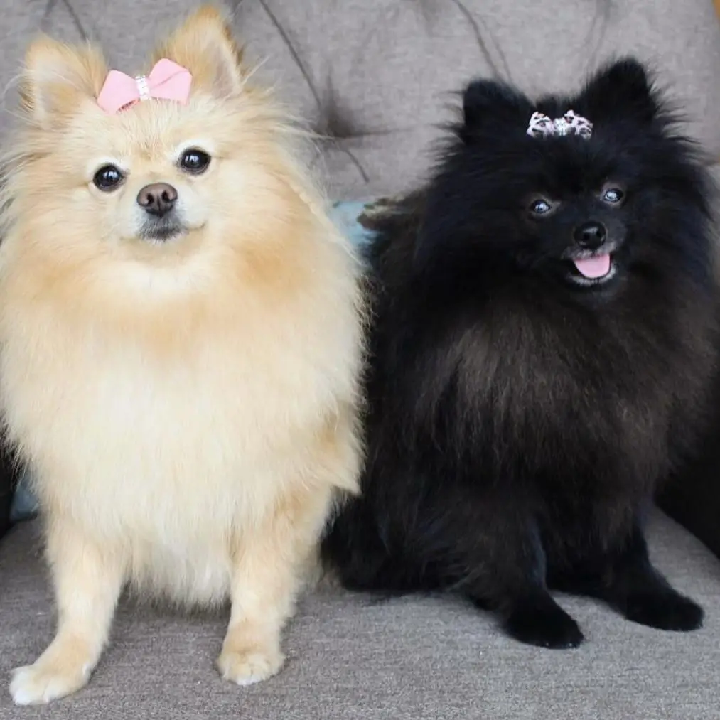 Pomeranians