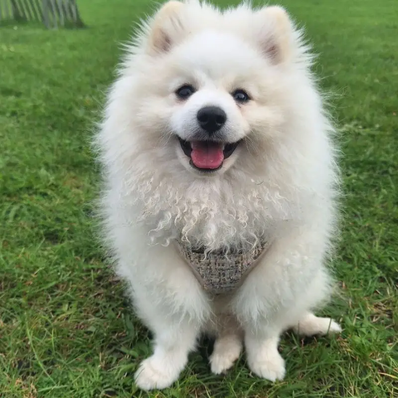 Pomeranians sind gerne draußen unterwegs so wie Yoshi mit Frauchen Anita, die auch dieses süße Foto gemacht hat.