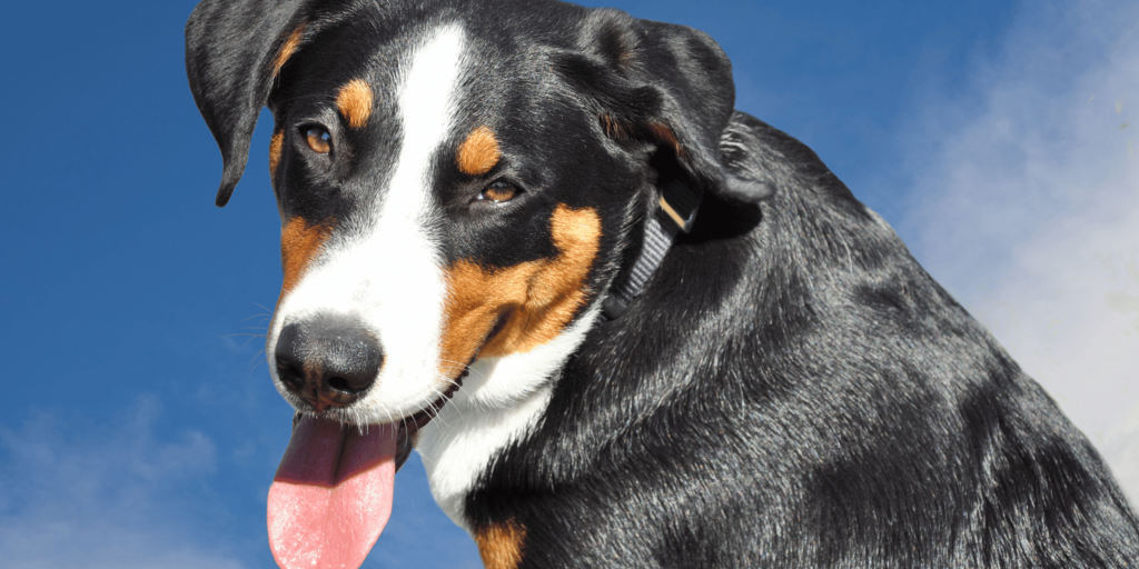 Ein energiegeladener Appenzeller Sennenhund