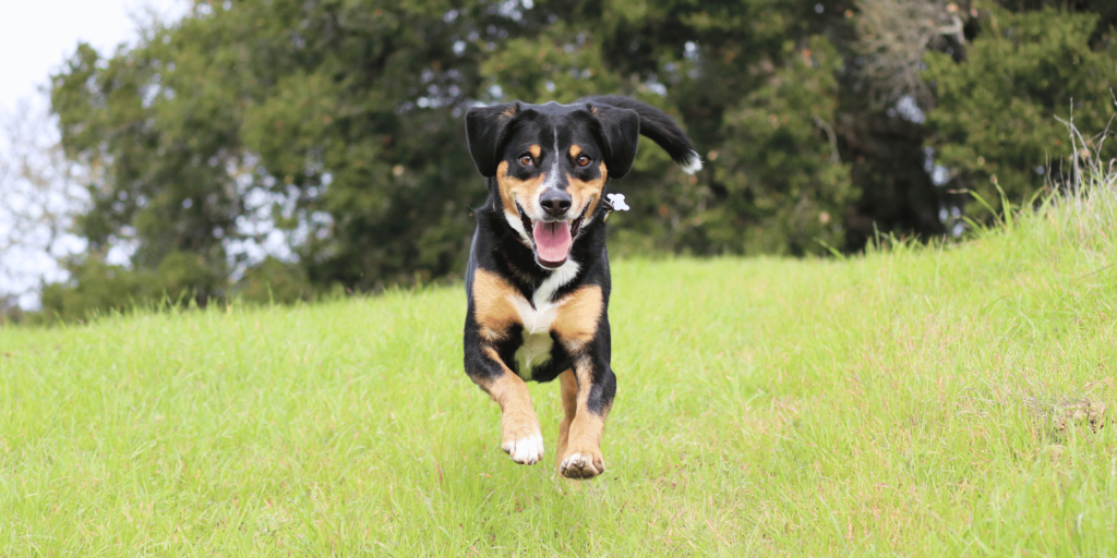 Ein vielseitiger Entlebucher Sennenhund zeigt seine Wachsamkeit und Robustheit.