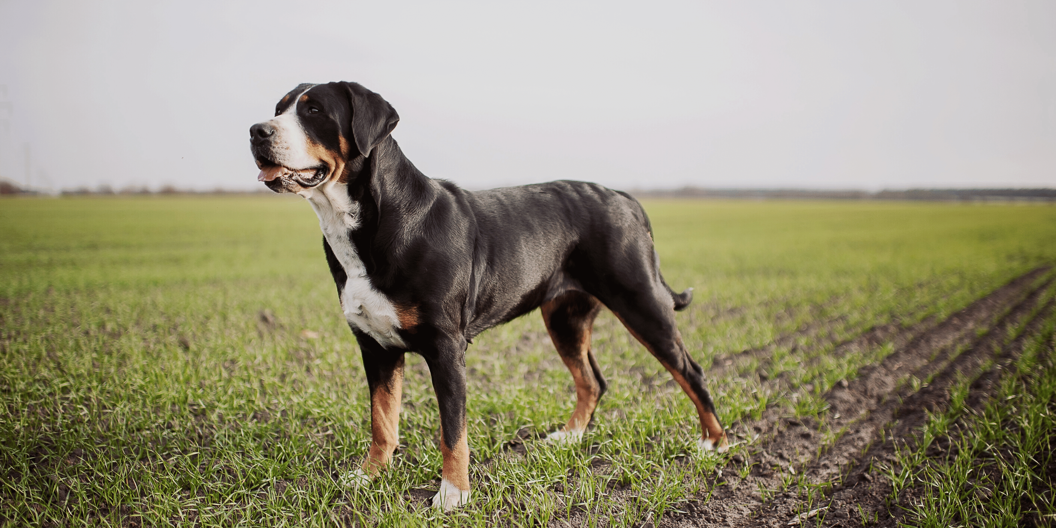 Ein imposanter Grosser Schweizer Sennenhund