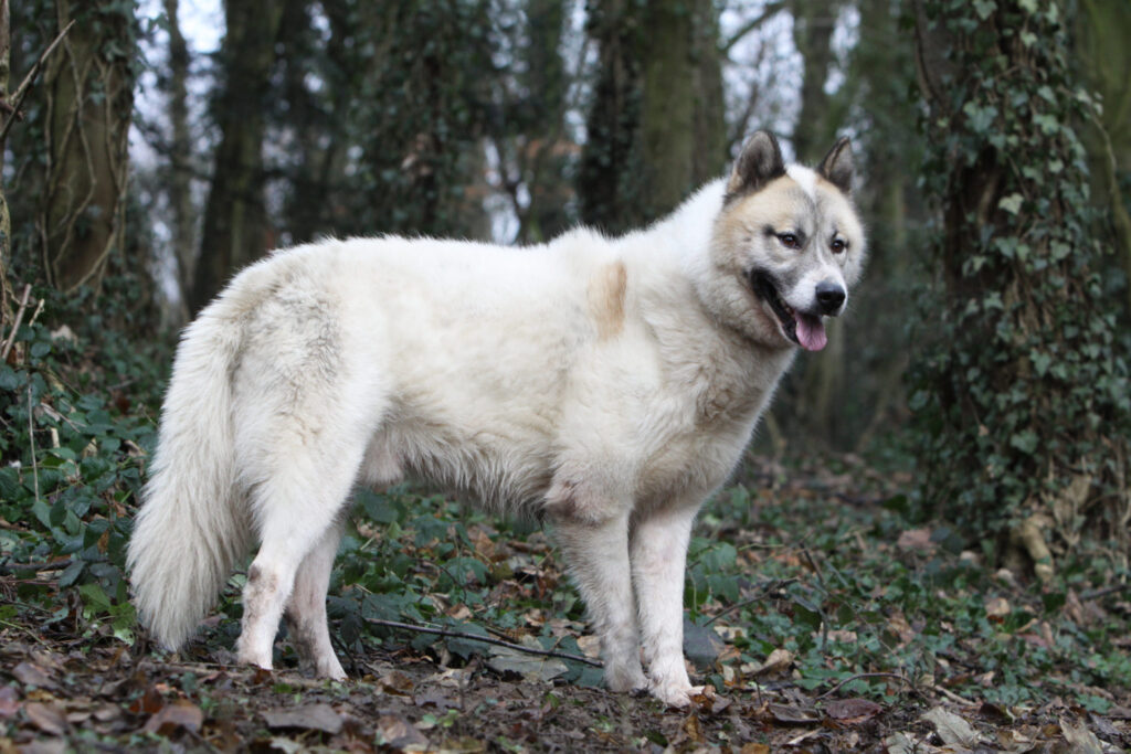 Grönlandhund im Wald, dänische Hunderasse