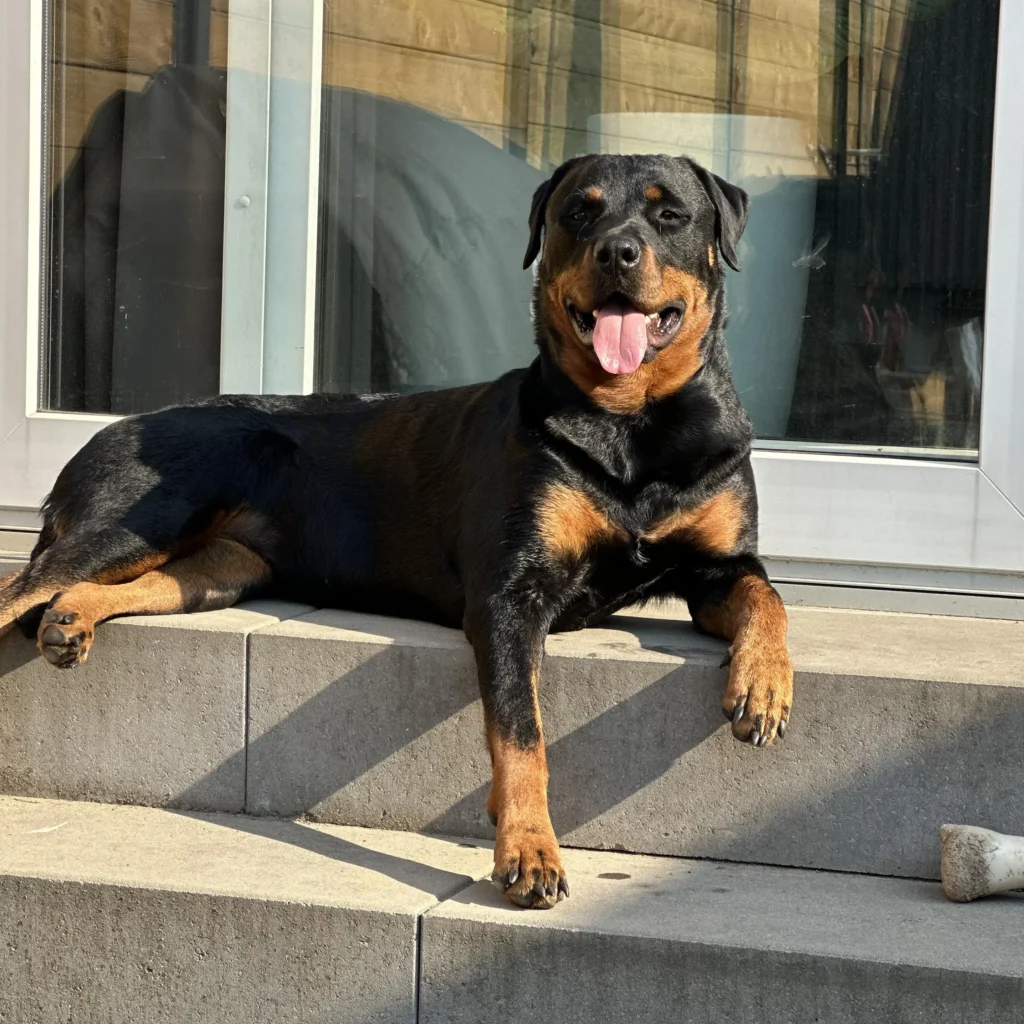 Typisch deutsche Hunderasse der Rottweiler wie auf dem Bild zu sehen