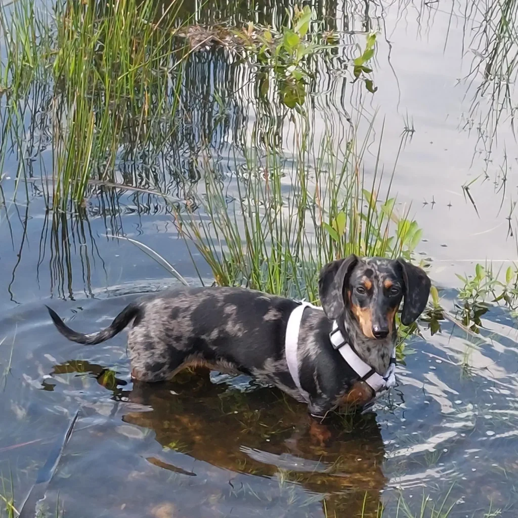 Tiger Dackel im Wasser