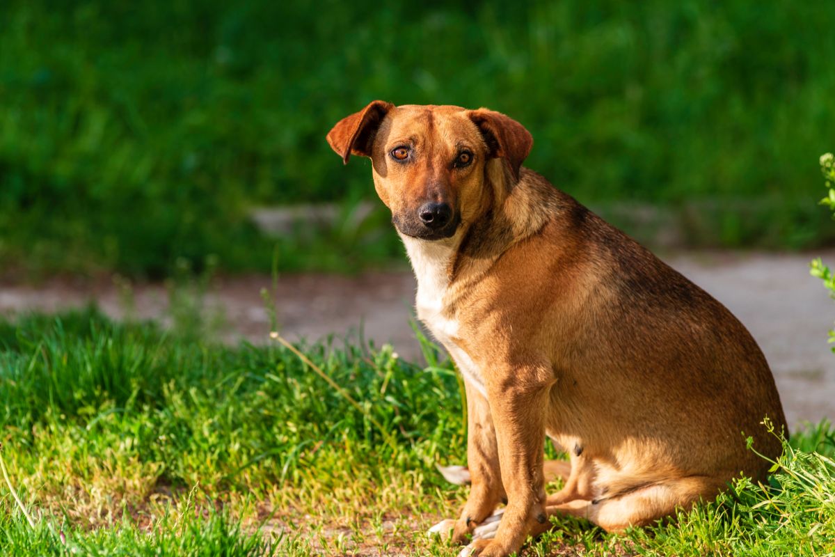 Austrian Pinscher (Austrian Pinscher) Outdoor closeup