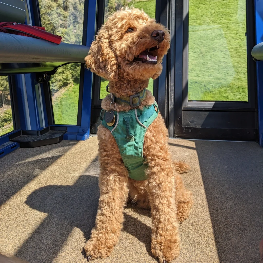 Pudel Reese, Hund von Halter Emmett, beim Rückruf-Training - Pudel sind für ihre hohe Intelligenz und trainierbare Natur bekannt.