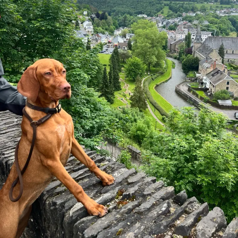 Vizsla schaut über die Stadt