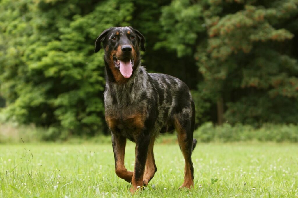 Berger de Beauce auf Hundewiese