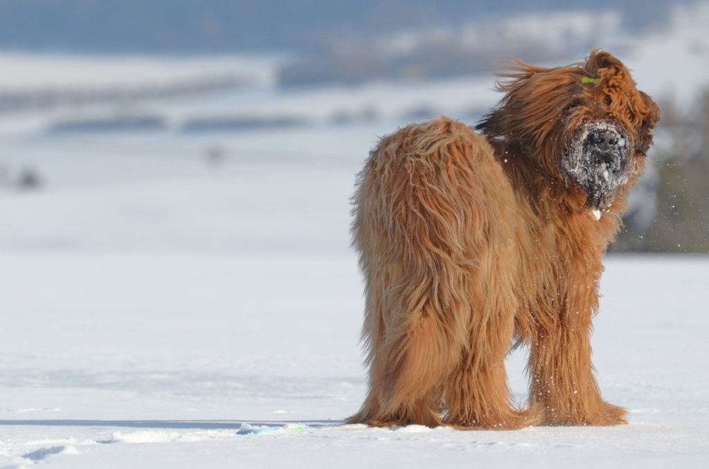 Briard im Schnee