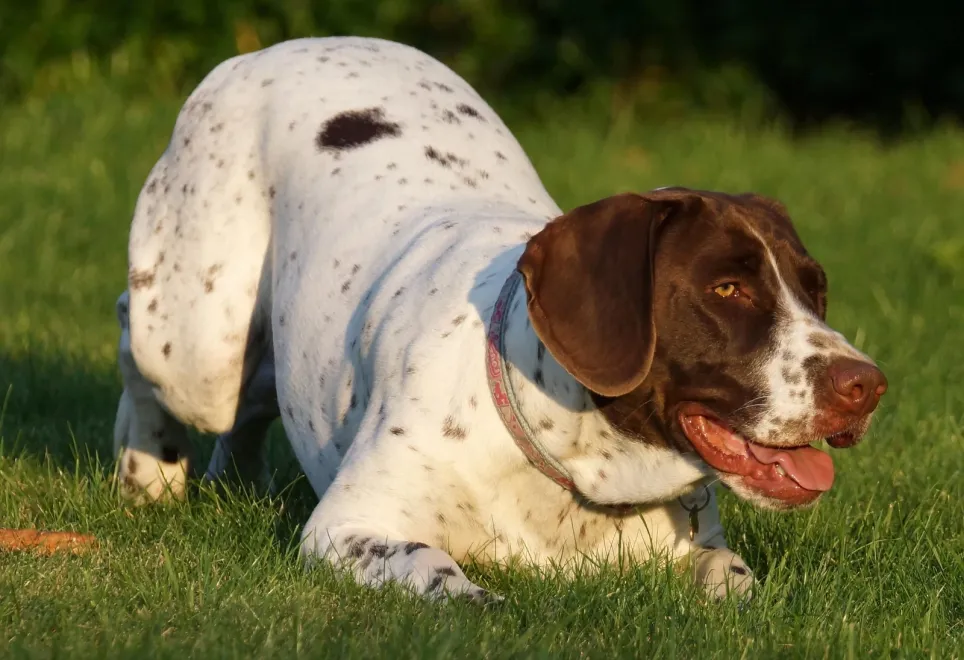 dänische Hunderasse Honsehund