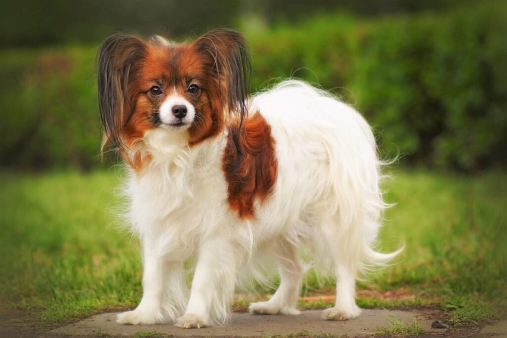 beautiful dog breed Papillon is in the show position in the summer on the track