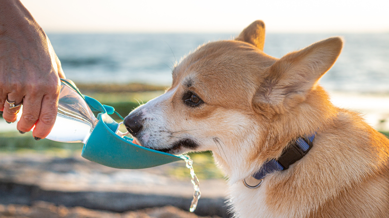 Hund trinkt Wasser aus einer praktischen Trinkflasche mit integriertem Futterbehälter, ideal für unterwegs bei heißen Temperaturen