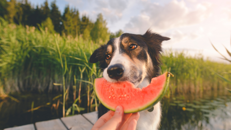 Hund isst Wassermelone bei leichtem Sonnenschein im Freien.