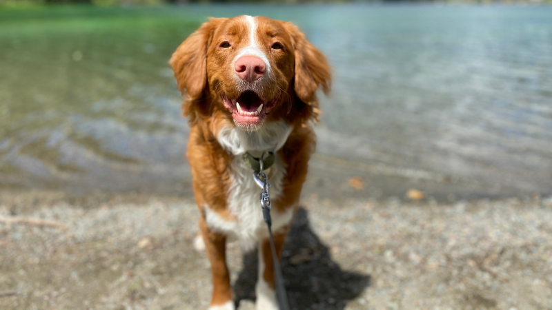 Hund am See