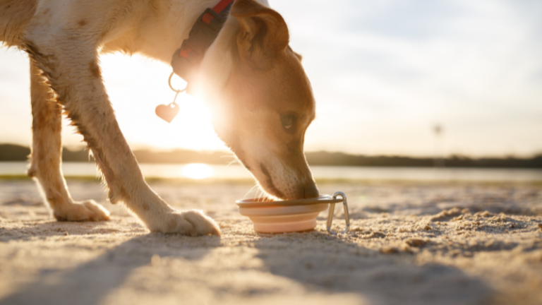 Hund trinkt aus einem Wassernapf für unterwegs bei Sonnenschein