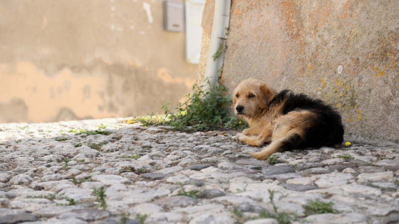 Hund sucht bei steigenden Temperaturen einen Schattenplatz.