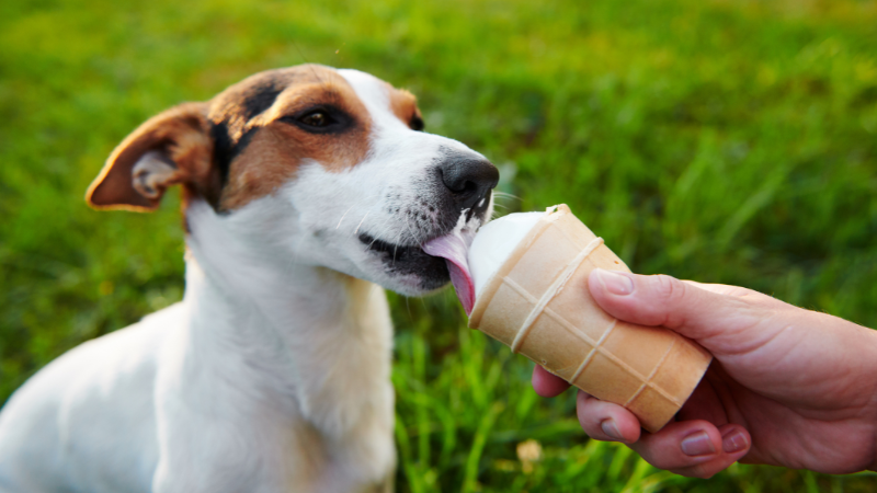 Hund bekommt von seinem Frauchen spezielles Hundeeis, um sich an einem heißen Sommertag abzukühlen und zu erfrischen.