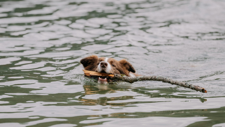 Ein Hund schwimmt im klaren Wasser des Grunewaldsees in Berlin.