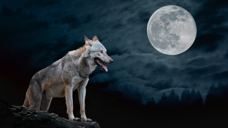 What is it about the myth that dogs howl at the moon?