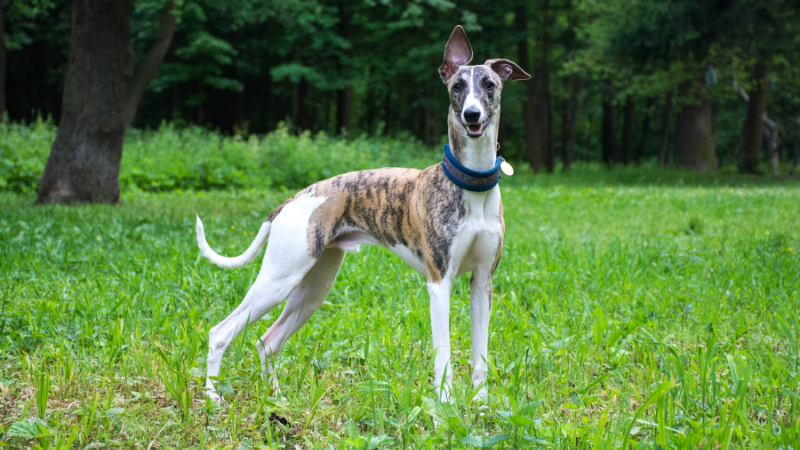 Greyhound auf der Wiese – Der schnellste Hund der Welt.