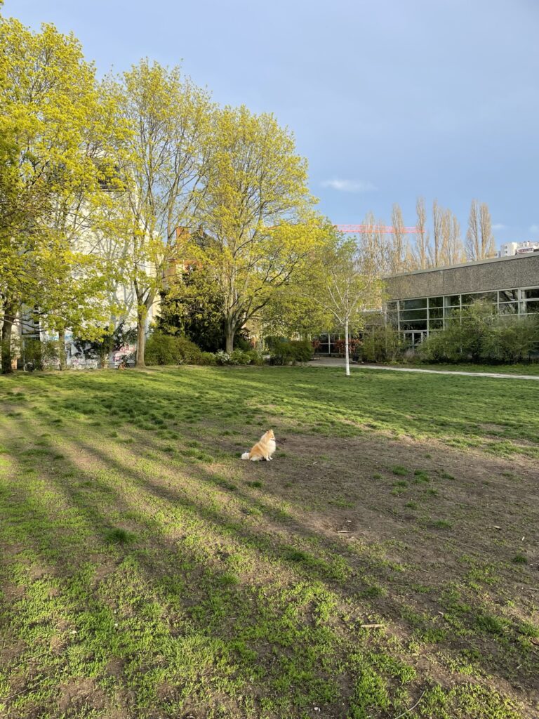 Wiese am Stadtbad Charlottenburg für Hunde