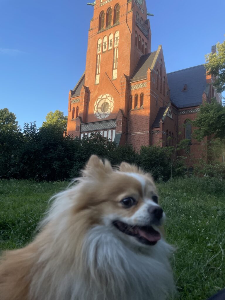 Hunde treffen am Karl-August-Platz nach Feierabend