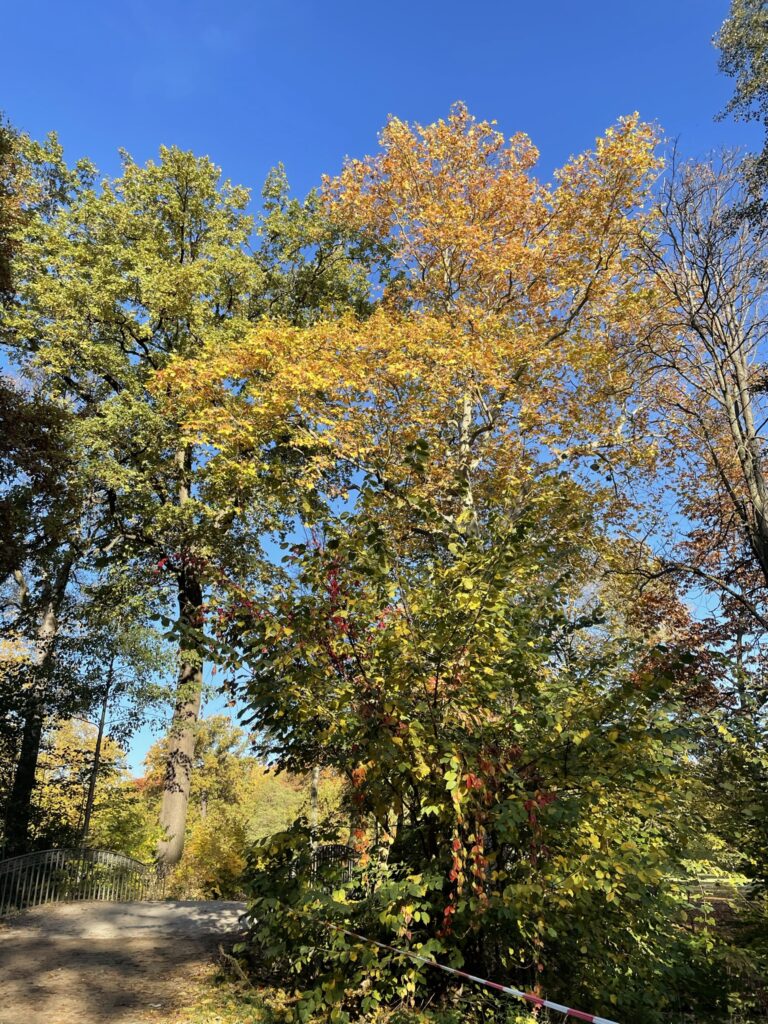 Schlosspark im Herbst