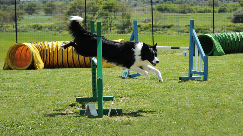 Sportiest Dog Breeds Olympics