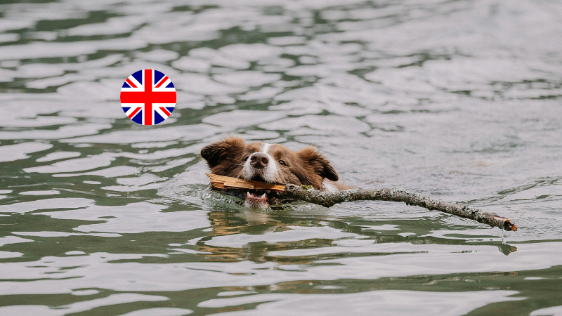 Dogs love the Grunewaldsee in Berlin for swimming