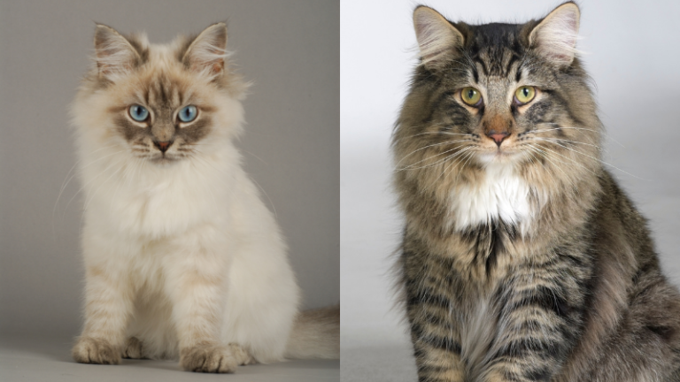 Siberian Forest Cat vs. Norwegian Forest Cat