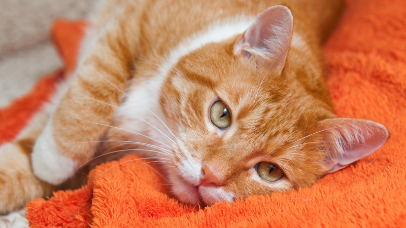 Katze liegt in einer ruhigen Umgebung