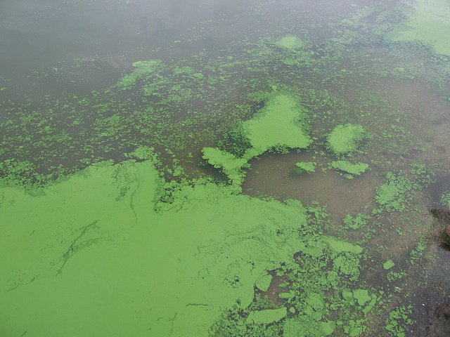 grün-bläulichen Schlieren auf der Wasseroberfläche sind ein typisches Zeichen für Blaualgenbefall. Vorsicht: Das Wasser kann gefährliche Toxine enthalten, die für Hunde und andere Tiere lebensbedrohlich sein können!