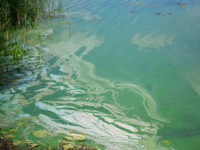 Blaualgen Gefahr steigt im Sommer