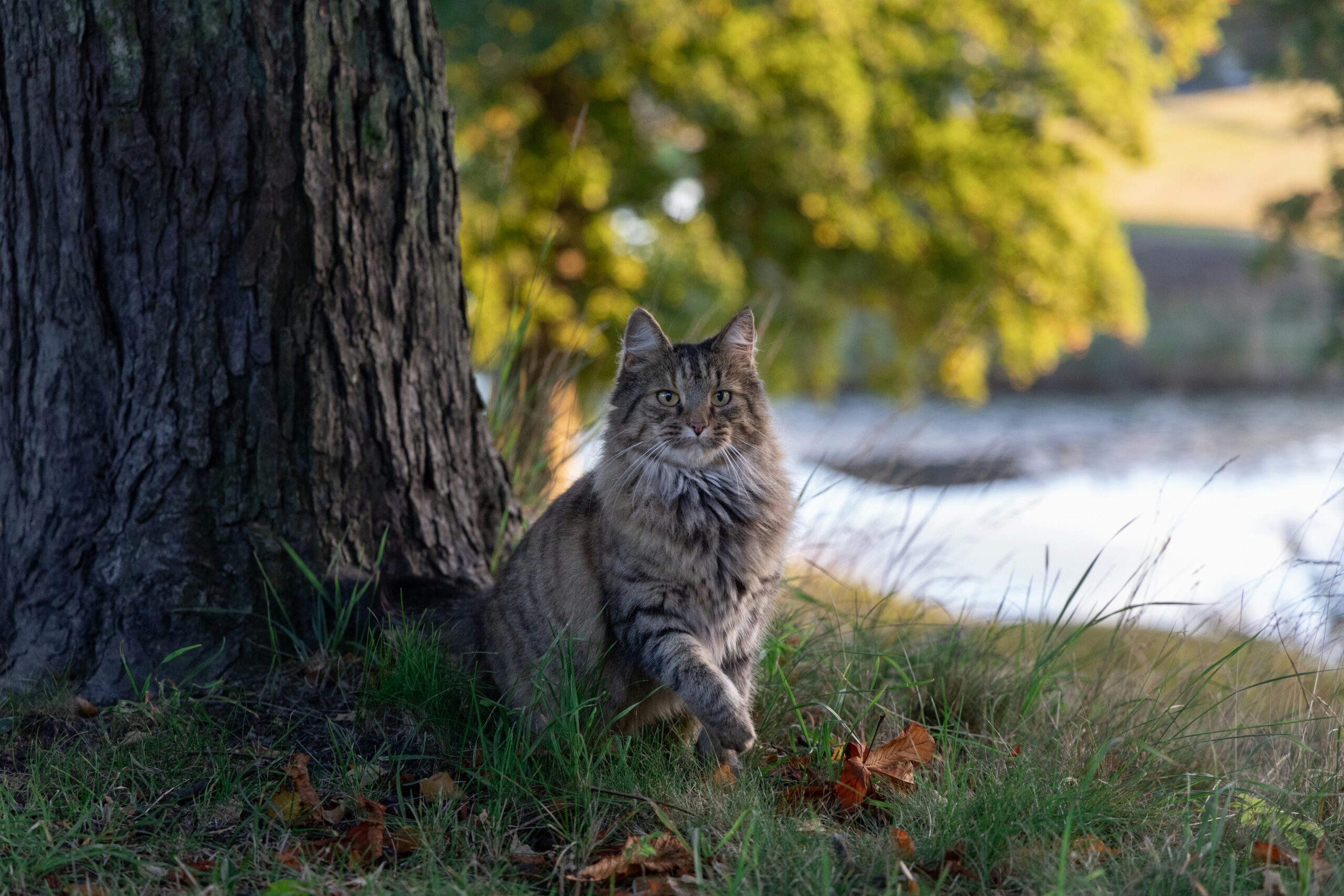 Norwegische Waldkatze im Wald an einem Baum