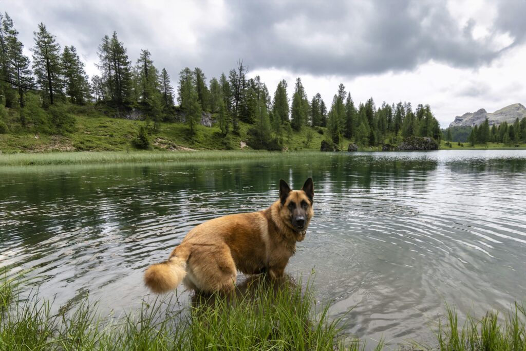 A German Shepherd is happily swimming in a serene lake in Germany, surrounded by lush greenery and forested hills.