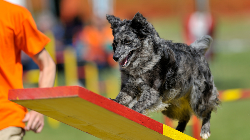 Ein agiler Mudi überwindet einen Hindernisparcour währed des Agility-Trainings, was den hohen Aktivitätsbedarf dieser aktiven Hunderasse unterstreicht.