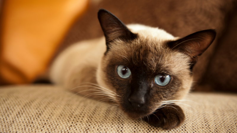 Eine Siamkatze mit schlankem Körperbau, großen blauen Augen und markanten dunklen Färbungen an Ohren, Gesicht und Schwanz, die für ihre lebhafte und kommunikative Persönlichkeit bekannt ist.