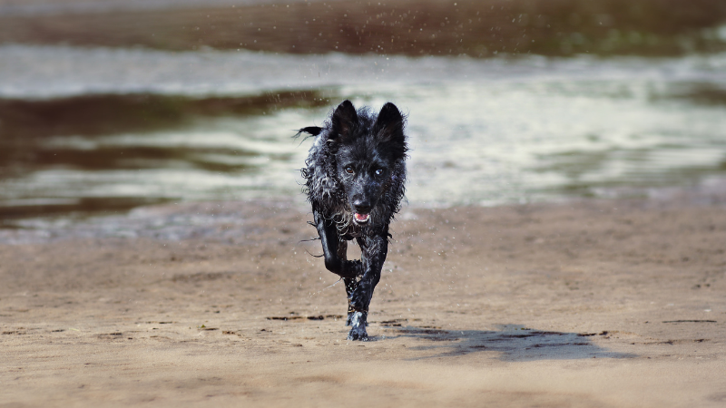 Mudi with typical black and gray marble fur runs towards the camera by the sea