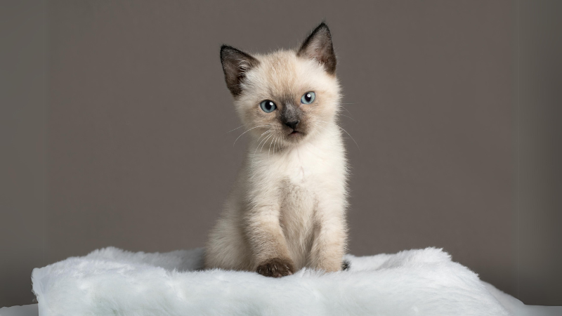 Eine junge Siamkatze mit charakteristischen Merkmalen, darunter dunklere Färbungen an den Ohren und leuchtend blaue Augen.