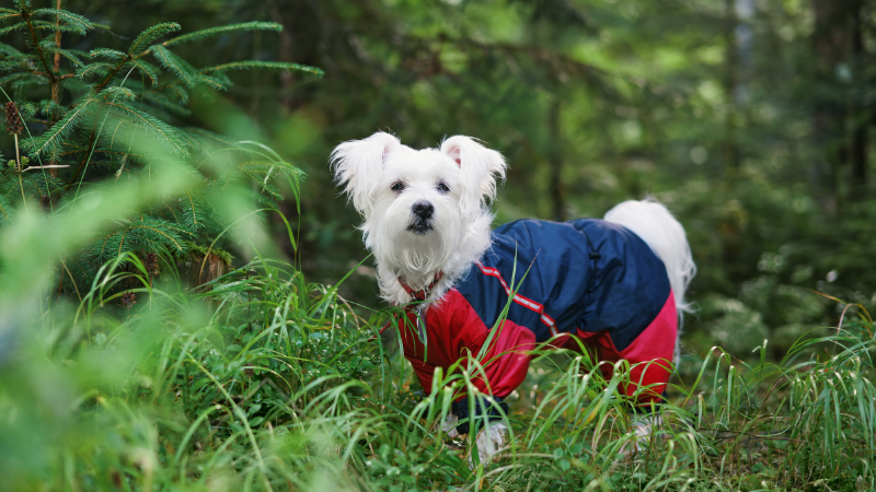 A raincoat can be useful for some dogs.