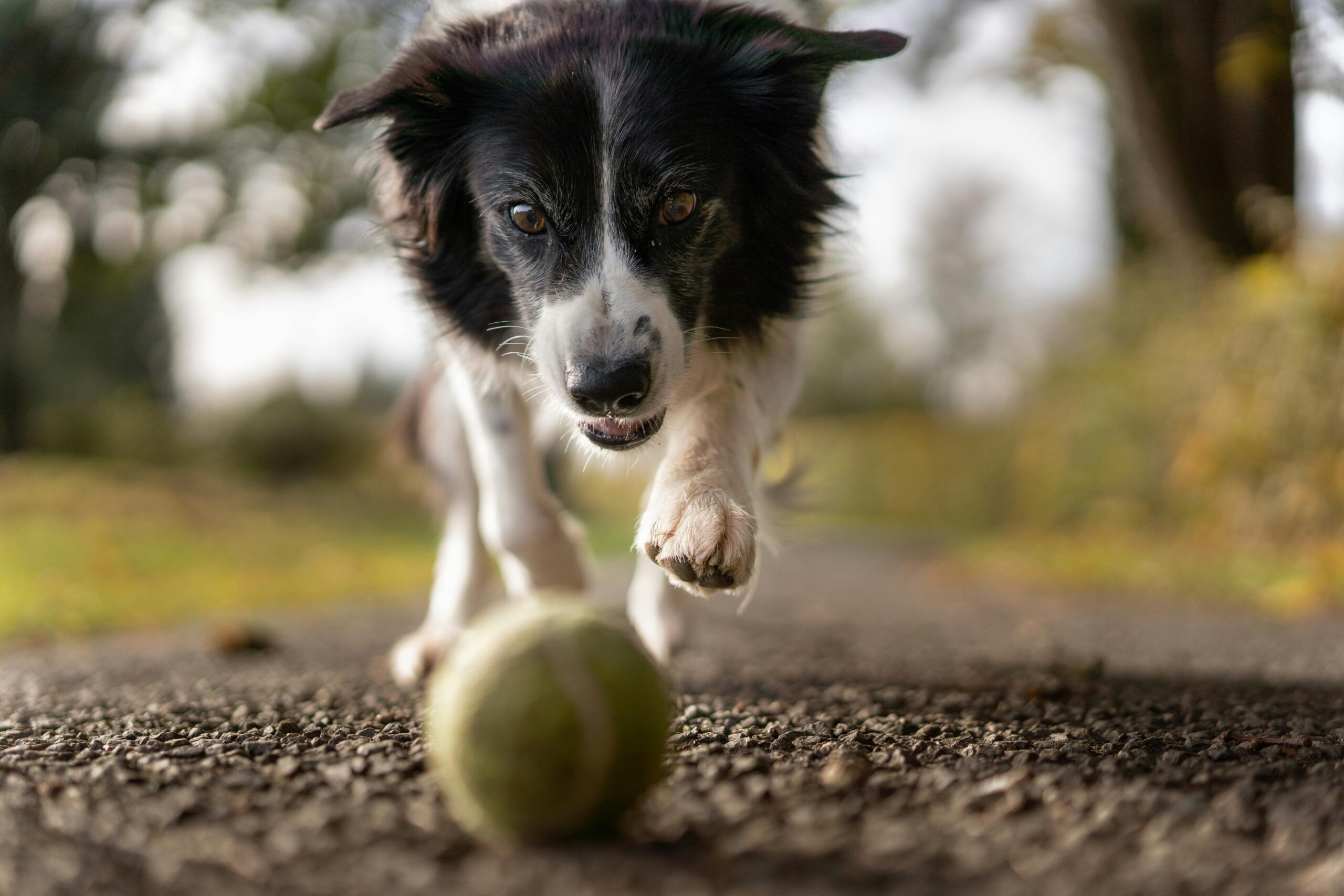 Border Collie mit Spielball