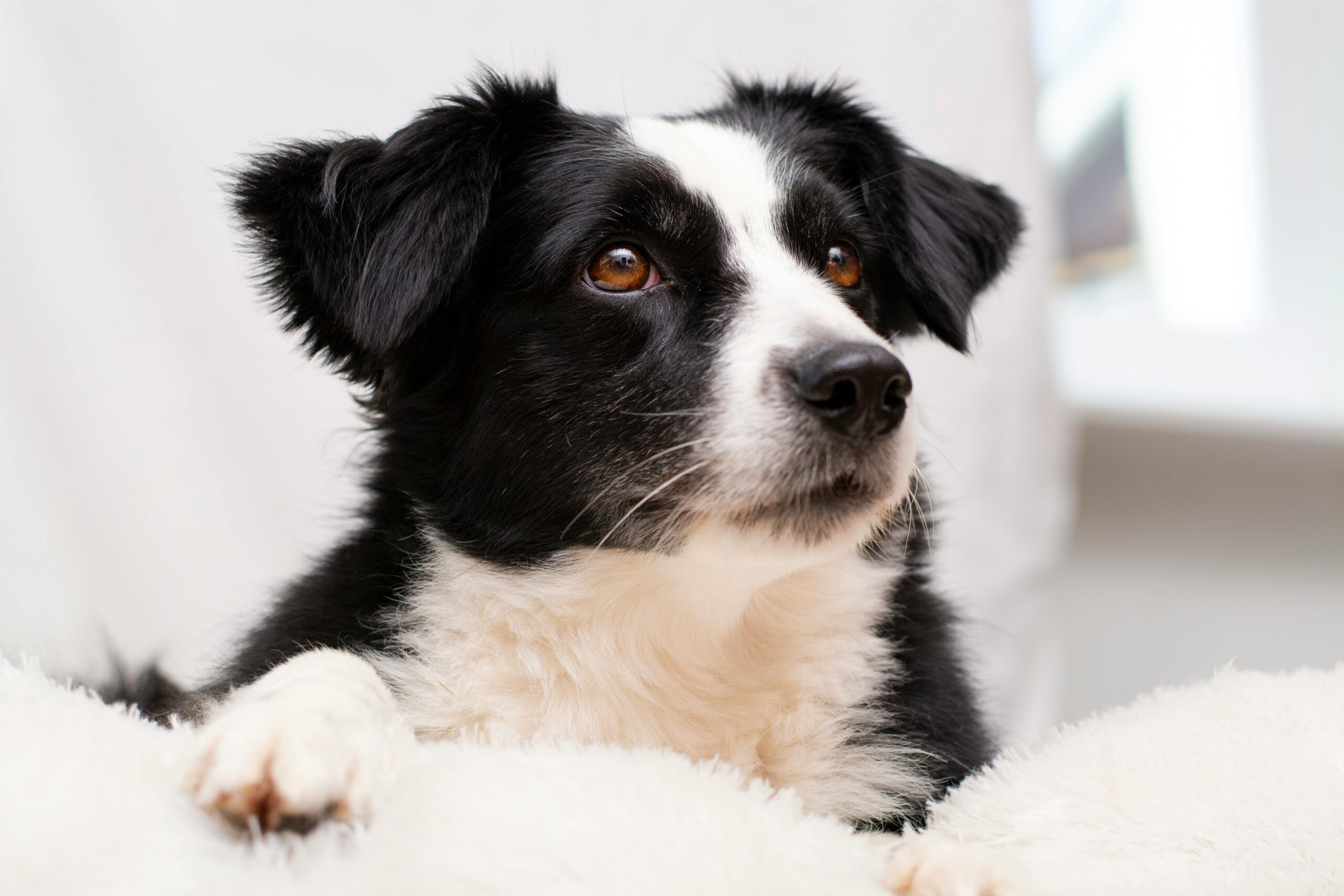 Photogenic Border Collie