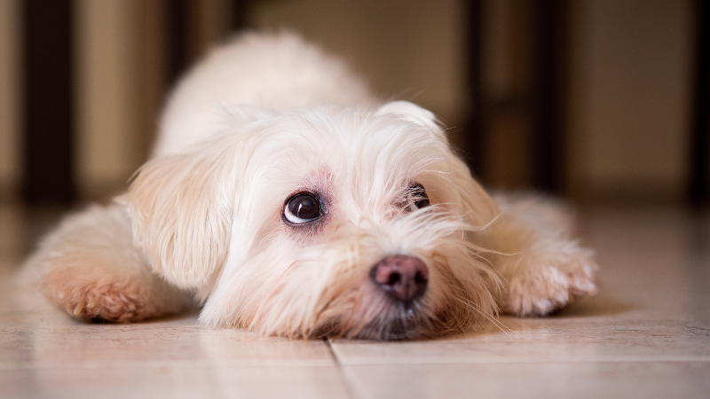 Hund wartet auf sein Frauchen